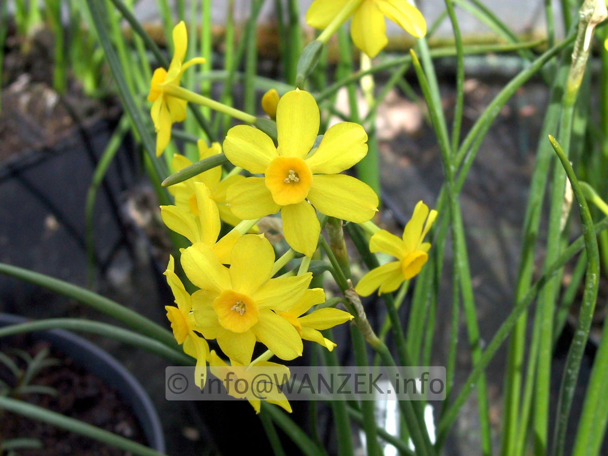 Narcissus botanicus Baby Moon 04.JPG